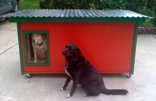 Ladybird and Lucy - Texas